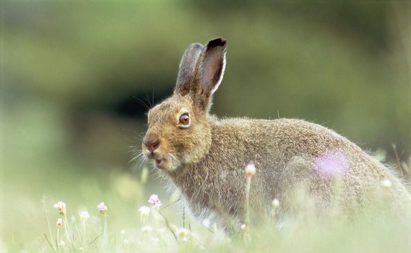 兔子养多久才会认主人