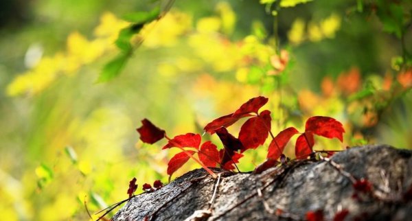 中国养肺最好地方在哪里