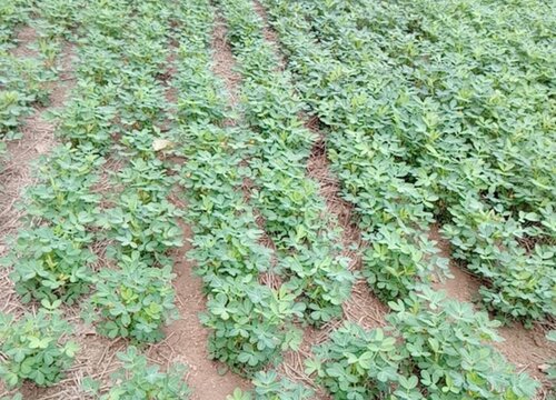 花生能使用尿铵氮肥吗