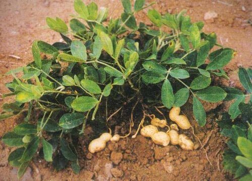 花生能使用尿铵氮肥吗