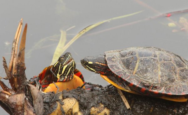 中华草龟吃什么最好养活
