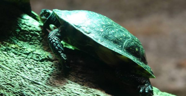 中华草龟吃什么最好养活