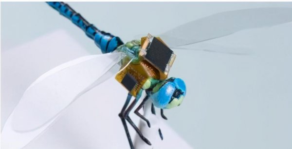 苍蝇如果灭绝会造成什么后果