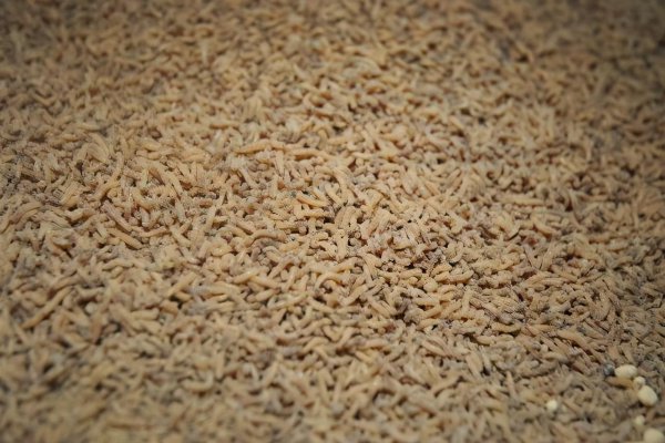 苍蝇如果灭绝会造成什么后果