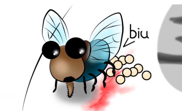 苍蝇如果灭绝会造成什么后果