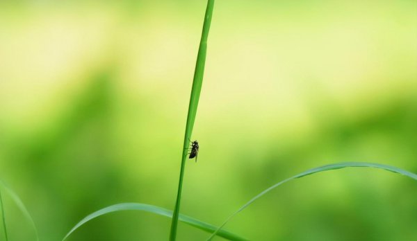 苍蝇如果灭绝会造成什么后果