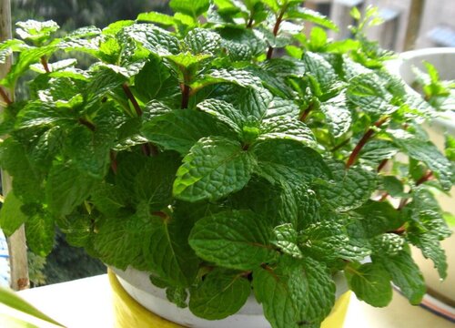 薄荷冬天怎么养护