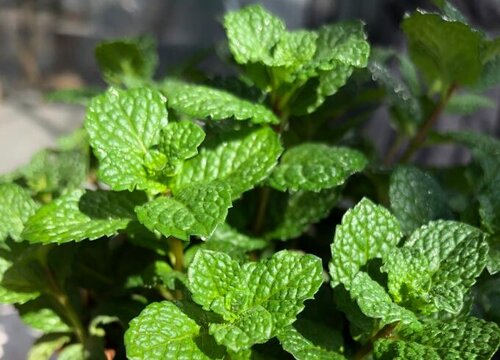 薄荷冬天怎么养护