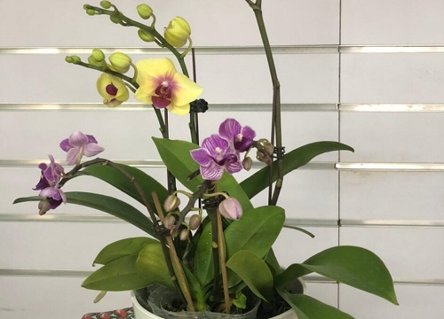 蝴蝶兰怎么剪枝