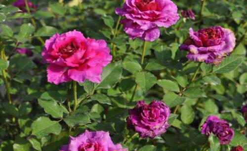 月季几月份嫁接最好