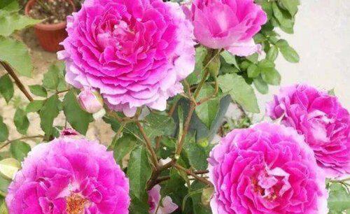 月季几月份嫁接最好