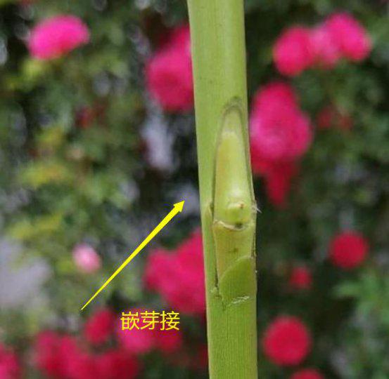 月季几月份嫁接最好