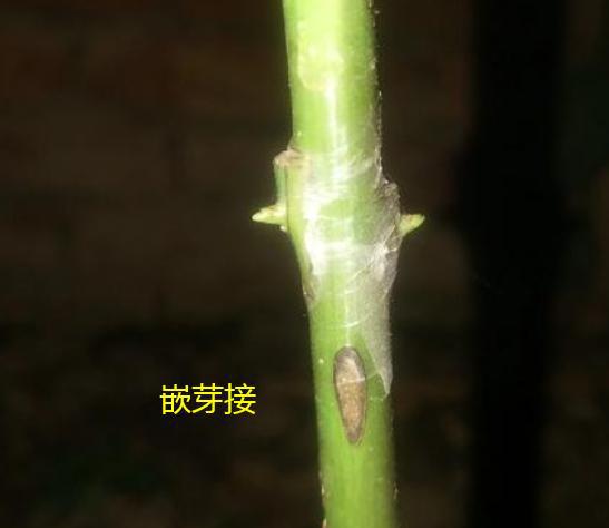 月季几月份嫁接最好