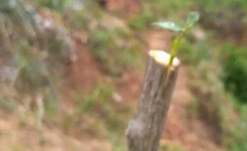 月季几月份嫁接最好