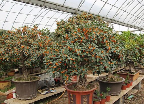 桂花树为什么不开花是什么原因