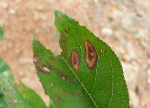 杏树病虫害防治方法