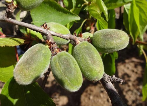 杏树病虫害防治方法