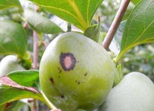 杏树病虫害防治方法