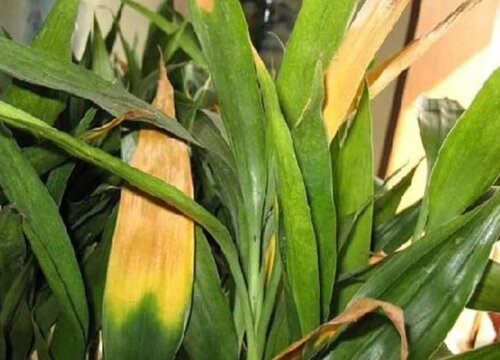 花卉黄叶是什么原因