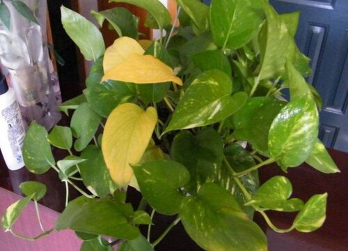 花卉黄叶是什么原因