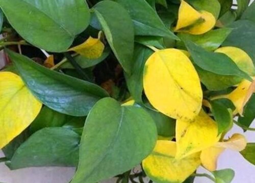 花卉黄叶是什么原因