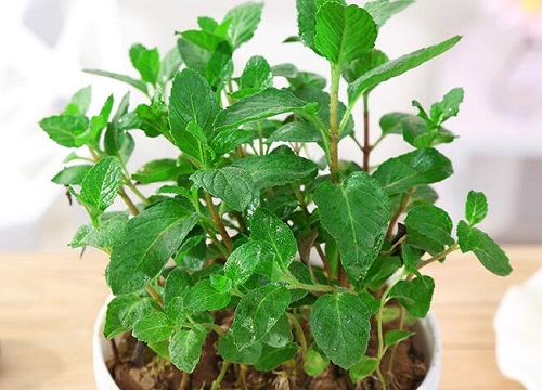 迷迭香喜阴还是喜阳光的植物