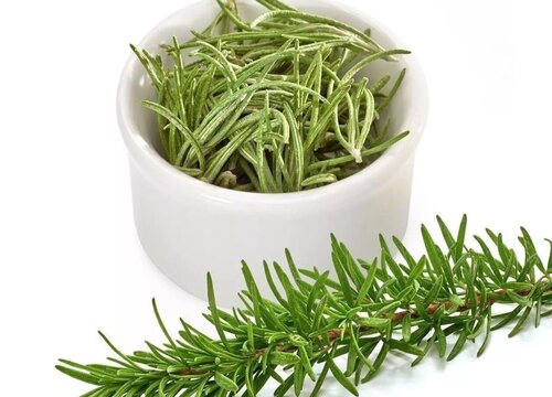 迷迭香喜阴还是喜阳光的植物