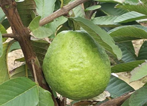 番石榴是热带水果吗