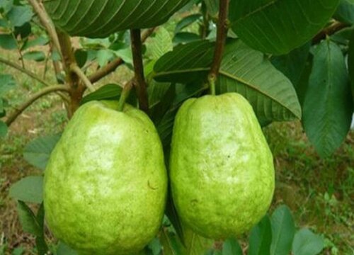 番石榴是热带水果吗