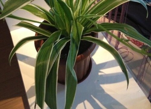 金边吊兰多久浇一次水