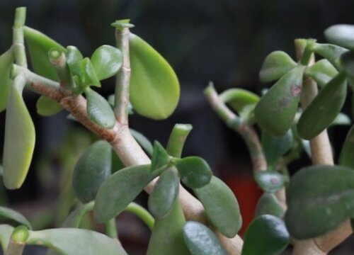 玉树怎么养才能长得快叶子翠绿