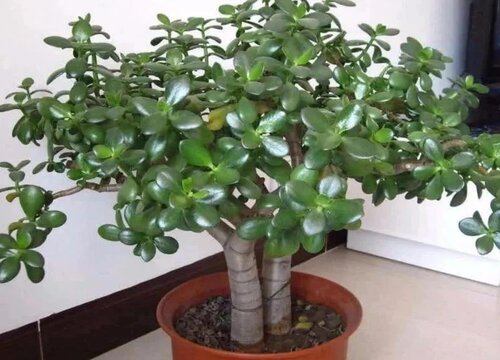 玉树怎么养才能长得快叶子翠绿