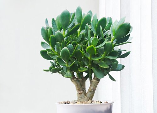 玉树怎么养才能长得快叶子翠绿