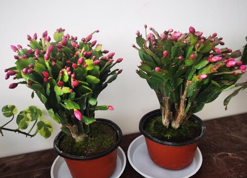 夏天蟹爪兰感染蚧壳虫如何灭掉