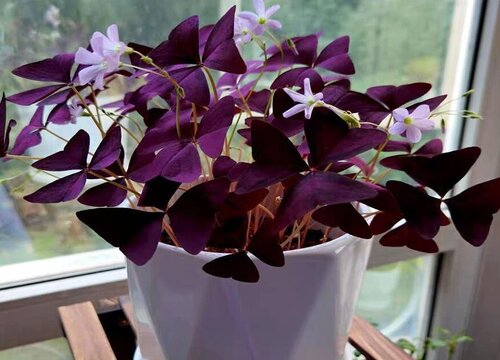 紫叶草可以水培吗