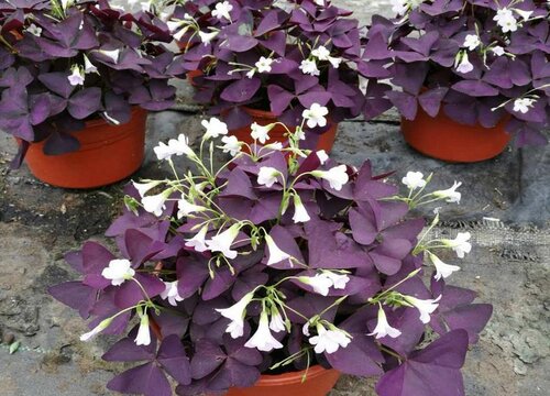 紫叶草可以水培吗