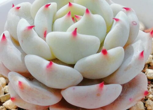 多肉可以晒太阳吗