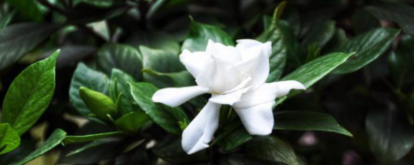 室外养殖微型植物有哪些