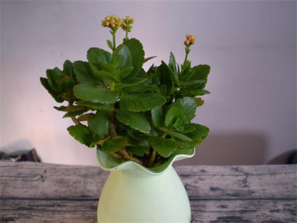 长寿花可以水培吗