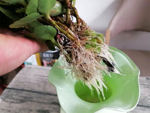 长寿花可以水培吗