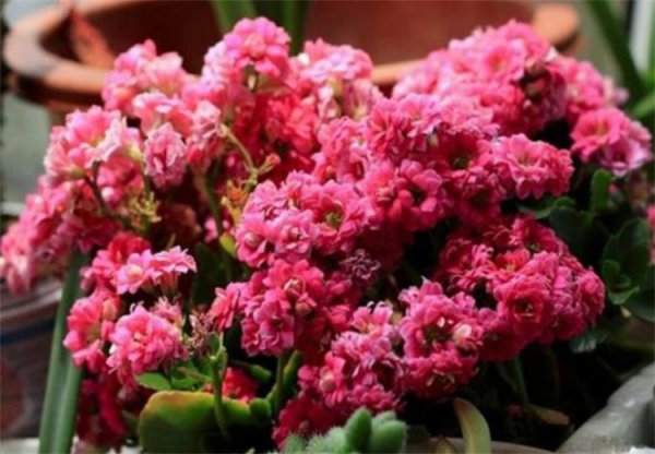 长寿花可以水培吗