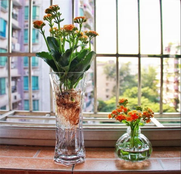 长寿花可以水培吗