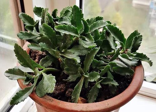 倒挂金钟黄叶是怎么回事