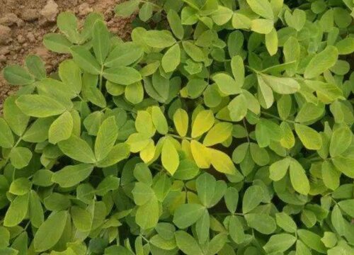 种地膜花生用什么肥料最好