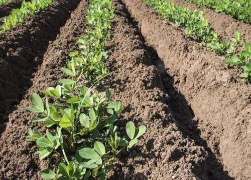 种地膜花生用什么肥料最好