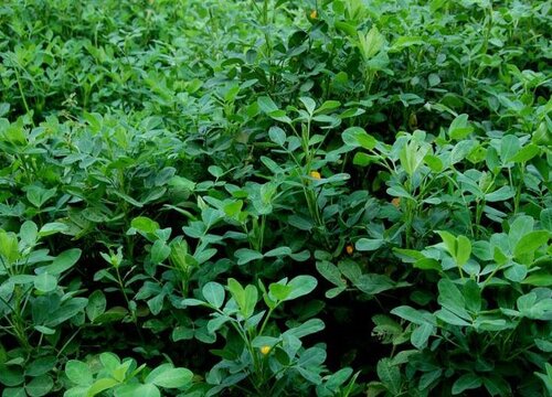 种地膜花生用什么肥料最好