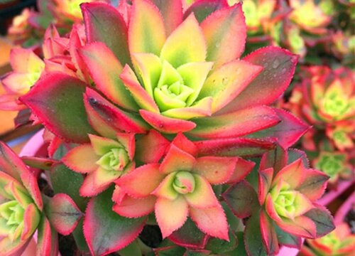 艳日辉如何养护叶片油亮红边蹭蹭冒