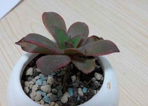 艳日辉如何养护叶片油亮红边蹭蹭冒