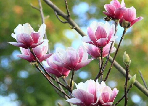 木兰科代表植物有哪些