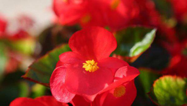 四季海棠繁殖方法和注意事项